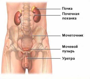 Информация для пациентов с мочекаменной болезнью | Клиника урологии им. Сеченова